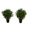 3ft. Potted UV Resistant Cedar Trees, 2ct.